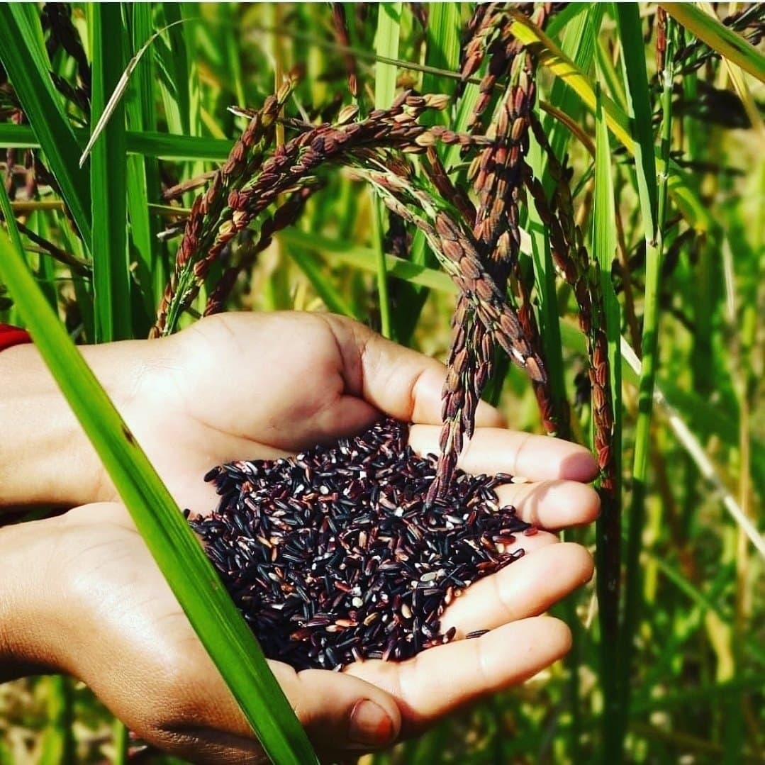 Manipur Black Rice